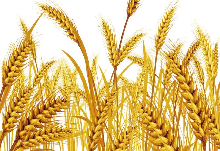 面條行業(yè)的市場(chǎng)現(xiàn)狀與發(fā)展趨勢(shì) 面條行業(yè)的市場(chǎng)現(xiàn)狀與發(fā)展趨勢(shì)